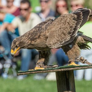 adler gelandet