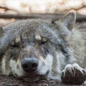 wolf schlafend