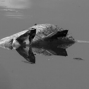 Toter Fisch im Spiegel2sw