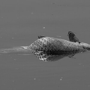 Toter Fisch im Spiegel3sw