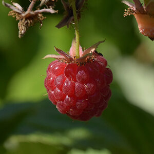 Himbeere