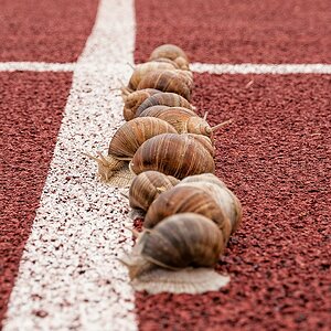 Snails on the racetrack