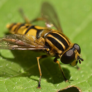 Schwebfliege mit Streifen
