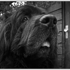 DSC1185 B Ps w