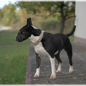 MNE 6026
20161030-Cleo