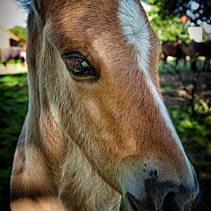 20160717 0022 Isländer Fohlen Portrait