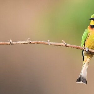 Zwergspint (Little Bee-Eater)
Katavi Nationalpark

s885 Katavi Little BeeEater 5755