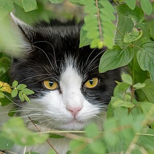 D50 3904 gut versteckt IA 10 2016