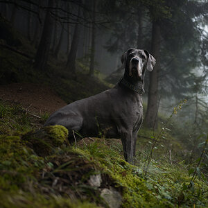Dogge