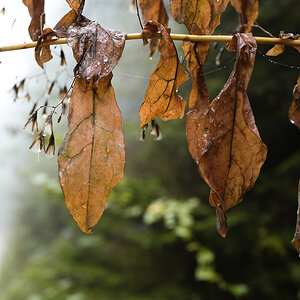 Herbstblätter