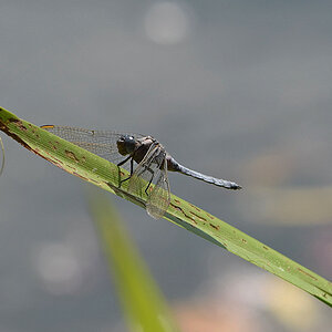 Libelle am Schilf2