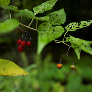 Beeren