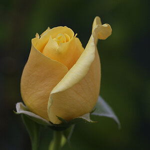 Gelbe Rose
