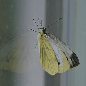 Kohlweissling am Fenster