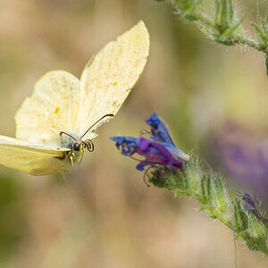 2016 05 18 Lliber rio 0033