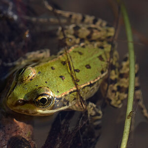 Teichfrosch juv3.