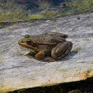 Teichfrosch