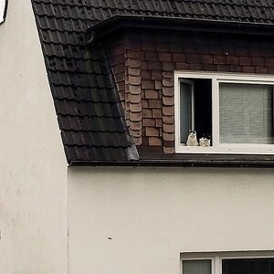 TZ Katzen 3