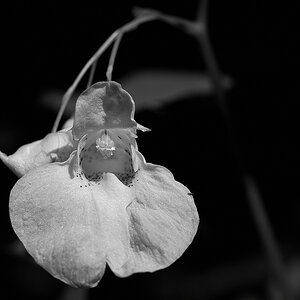 P1010985aasw