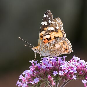 schmetterling 9868