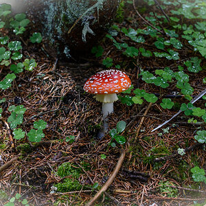 Fliegenpilz