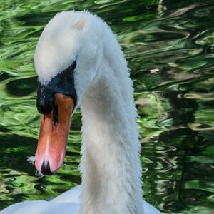 Schwan im Erdinger StadtparkDSC2341    Ausschnitt