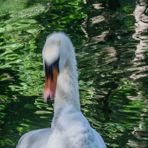 Schwan im Erdinger StadtparkDSC2339  unscharf Ausschnitt 1
