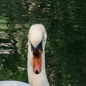 Schwan im Erdinger StadtparkDSC2333 ISO 1600 Ausschnitt