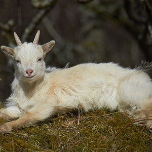 A young Wild Goat