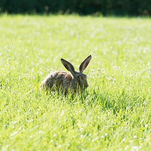 Hase phe9391 LR 1