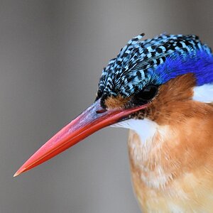 Malachiteisvogel (Haubenzwergfischer, Malachite Kingfisher)
Selous Game Reserve

s1583 Selous Malachite Kingfisher 1328