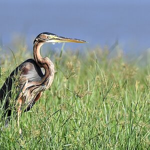 Purpurreiher (Purple Heron)
Selous Game Reserve

s1584 Selous Purple Heron 1449