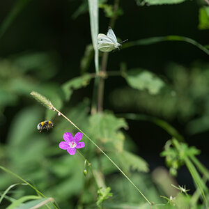Wettfliegen phe0399 1