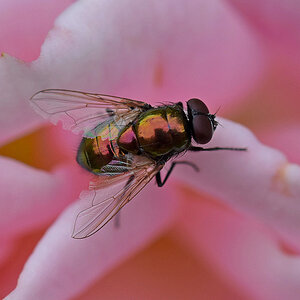 Fliege auf Rose