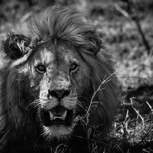 lion bw