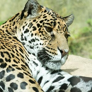 Nikon Forum Jaguar 7