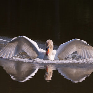 Schwan phe8786 1