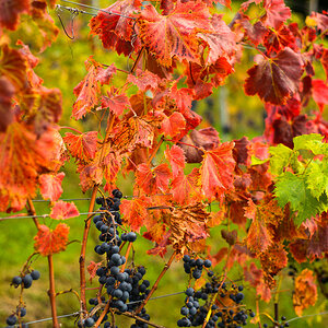 reife Trauben und rotes Laub