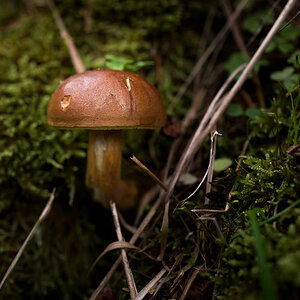 Pilz