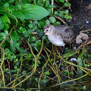 Wasseramsel 74547