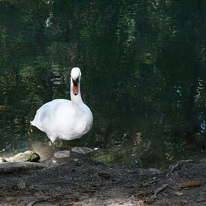 Schwan 1600 ISO Camera Standard Unbearbeitet