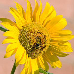 Sonnenblume Hummel