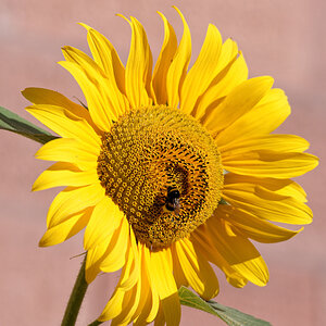 Sonnenbl Hummel DSC 1471