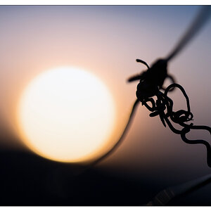 Sonnenuntergang im Weinberg