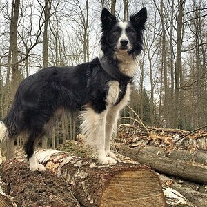 holzhund
