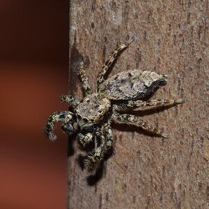 Springspinne 2