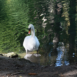 Schwan 500 ISO Camera Standard Unbearbeitet verkleinert 3