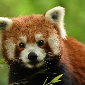 Roter Panda