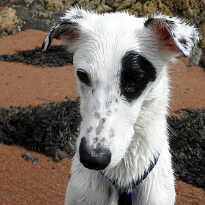Wet Patch