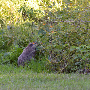 DSC 2904 khg